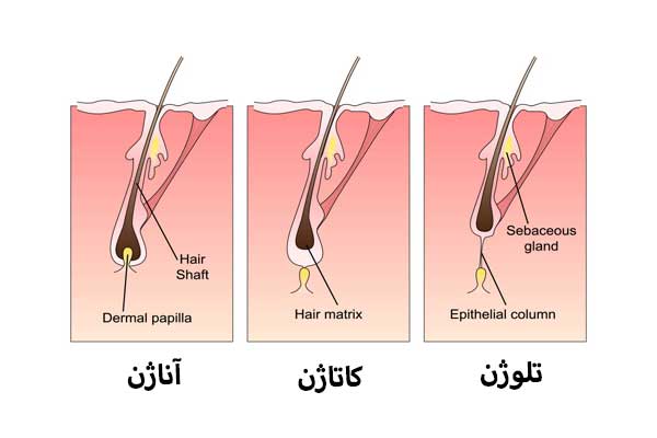 مراحل مختلف رشد مو